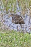 Limpkin, Aramus guarauna