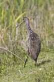 Limpkin, Aramus guarauna