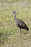 Limpkin, Aramus guarauna