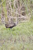Limpkin, Aramus guarauna
