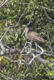 Limpkin, Aramus guarauna