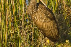Limpkin, Aramus guarauna