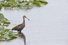 Limpkin, Aramus guarauna