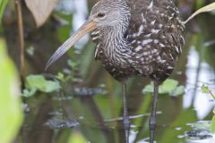 Limpkin, Aramus guarauna