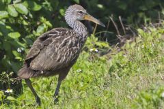 Limpkin, Aramus guarauna