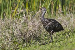 Limpkin, Aramus guarauna