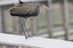 Limpkin, Aramus guarauna