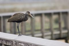 Limpkin, Aramus guarauna