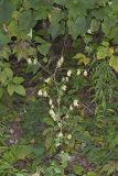 Lion's Foot, Nabalus serpentarius