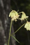 Lion's Foot, Nabalus serpentarius