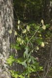 Lion's Foot, Nabalus serpentarius