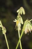 Lion's Foot, Nabalus serpentarius