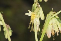 Lion's Foot