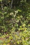 Lion's Foot, Nabalus serpentarius