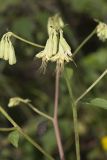 Lion's Foot, Nabalus serpentarius