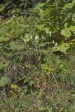 Lion's Foot, Nabalus serpentarius