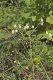 Lion's Foot, Nabalus serpentarius