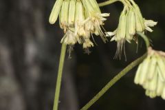 Lion's Foot, Nabalus serpentarius
