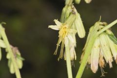 Lion's Foot, Nabalus serpentarius