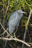 Little Blue Heron, Egretta caerulea