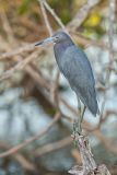 Little Blue Heron, Egretta caerulea