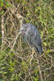 Little Blue Heron, Egretta caerulea
