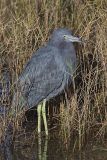 Little Blue Heron