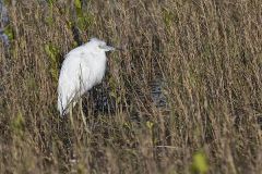 Little Blue Heron
