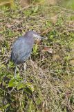 Little Blue Heron, Egretta caerulea