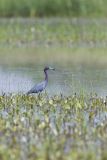 Little Blue Heron, Egretta caerulea