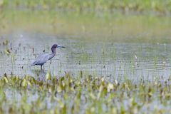 Little Blue Heron, Egretta caerulea