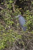 Little Blue Heron, Egretta caerulea