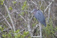 Little Blue Heron, Egretta caerulea
