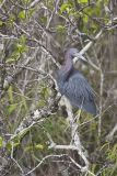 Little Blue Heron, Egretta caerulea