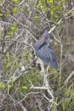 Little Blue Heron, Egretta caerulea