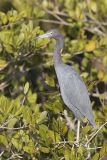 Little Blue Heron, Egretta caerulea on a tree limb