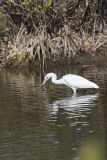 Little Blue Heron, Egretta caerulea