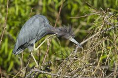 Little Blue Heron, Egretta caerulea Little Blue Heron, Egretta caerulea