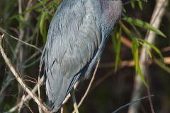 Little Blue Heron, Egretta caerulea Little Blue Heron, Egretta caerulea