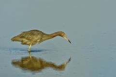 Little Blue Heron, Egretta caerulea