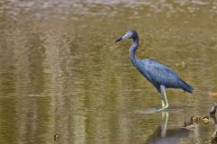 Little Blue Heron, Egretta caerulea Little Blue Heron, Egretta caerulea