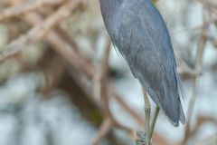 Little Blue Heron, Egretta caerulea Little Blue Heron, Egretta caerulea