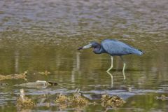 Little Blue Heron, Egretta caerulea Little Blue Heron, Egretta caerulea