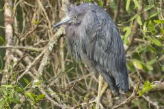 Little Blue Heron, Egretta caerulea Little Blue Heron, Egretta caerulea