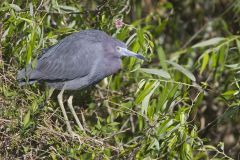 Little Blue Heron, Egretta caerulea Little Blue Heron, Egretta caerulea