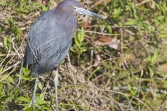 Little Blue Heron, Egretta caerulea Little Blue Heron, Egretta caerulea