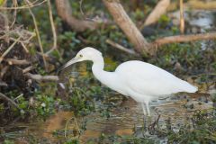 Little Blue Heron, Egretta caerulea Little Blue Heron, Egretta caerulea