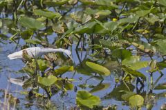 Little Blue Heron, Egretta caerulea Little Blue Heron, Egretta caerulea