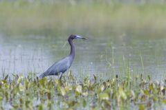 Little Blue Heron, Egretta caerulea Little Blue Heron, Egretta caerulea