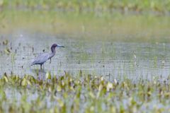 Little Blue Heron, Egretta caerulea Little Blue Heron, Egretta caerulea